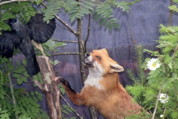 Fox reaching to catch a carrion crow in a woodland area