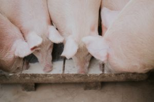 Pigs feeding