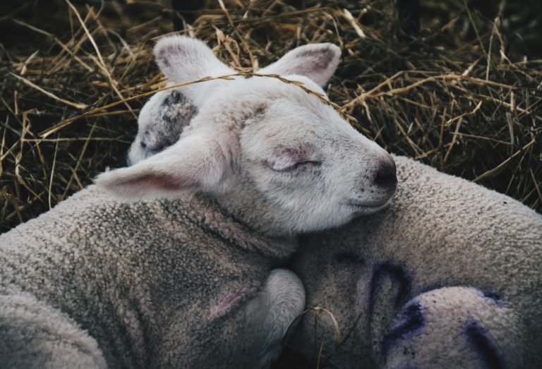 lambs-sleeping-768x523 Lambs Sleeping