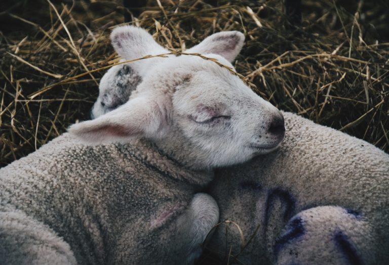 Lambs Sleeping