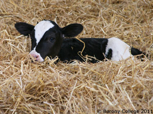 newborn dairy calf lying in straw bedding