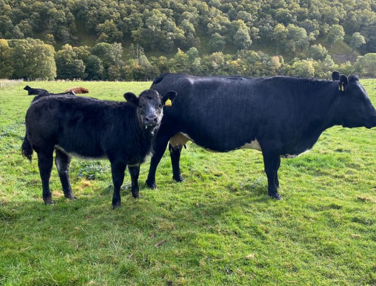 Cow and calf standing in field