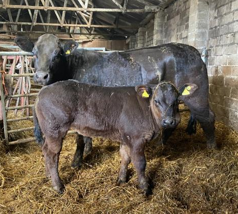 Cow who has had a caesarean with her calf