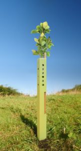Green-Tech Bio-Earth biodegradable plastic-free guard - a tall square shaped guard fixed to a tree stake next to a hawthorn tree in full leaf.