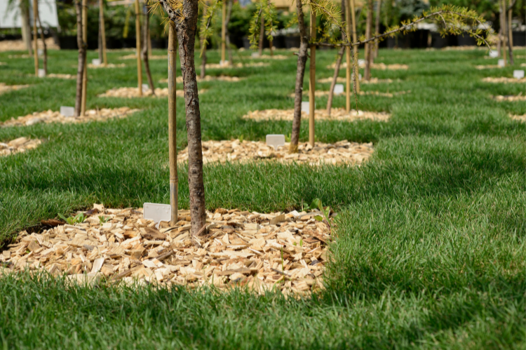 Rows of young trees within square barked areas to prevent grass ingress around the base of the trees.