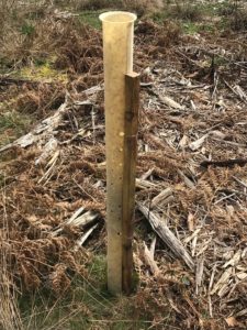 Green-Tech Bio-Earth biodegradable plastic-free guard - a tall square shaped guard fixed to a tree stake next to a hawthorn tree in full leaf.