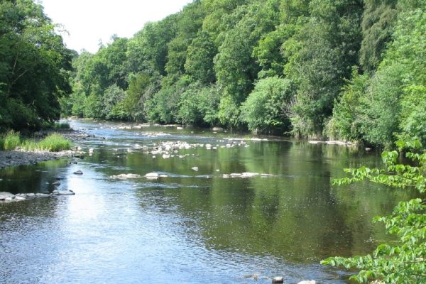 The River Ayr at low water level, there are stones dry above the water line and the dense tree canopy down the riverbank is in full leaf.