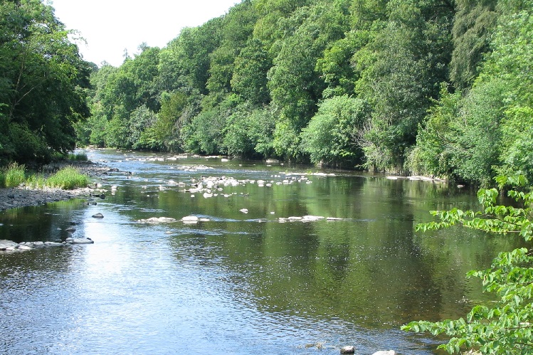 The River Ayr at low water level, there are stones dry above the water line and the dense tree canopy down the riverbank is in full leaf.