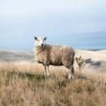 A sheep standing on a hill landscape with the sea in the background
