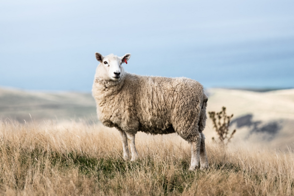A sheep standing on a hill landscape with the sea in the background