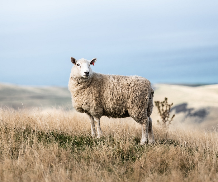 A sheep standing on a hill landscape with the sea in the background