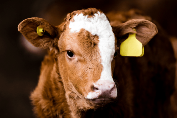A red and white calf with a yellow ear tag looking directly at the screen.