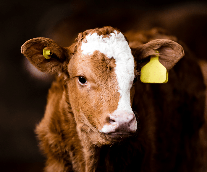 A red and white calf with a yellow ear tag looking directly at the screen.