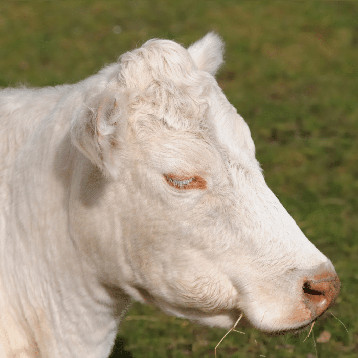 A white cow sleeping in a grassland field.