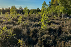 Birch regeneration in a heather landscape. Photo credit and copyright to Fiona Chalmers