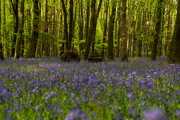A carpet of bluebells within a woodland setting; there is a plantation of young but established trees in leaf in the background