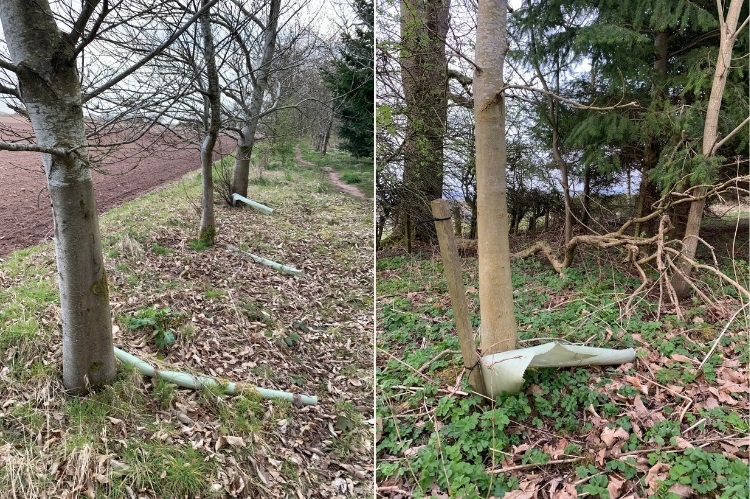Examples of old style plastic tree guards lying like litter beside the established tree on which they were used.