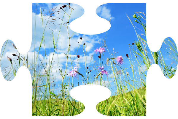 A bright sky framed by tall species rich grassland stems and flowers