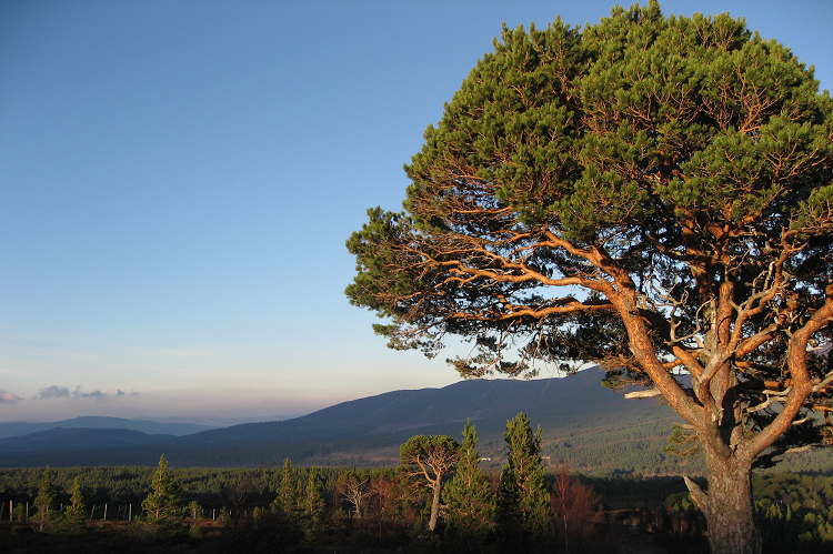A large pine tree growing in the Cairngorms. Photo credit and copyright to Fiona Chalmers