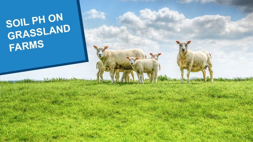 Two ewes and their lambs standing on the top of a grassland ridge with a bright sky behind them.