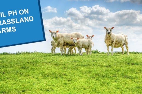 Two ewes and their lambs standing on the top of a grassland ridge with a bright sky behind them.