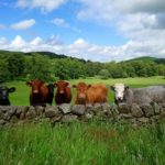 Beef cattle looking towards the camera over a stone wall with lush grassland pasture either side and a copse of trees in the background.