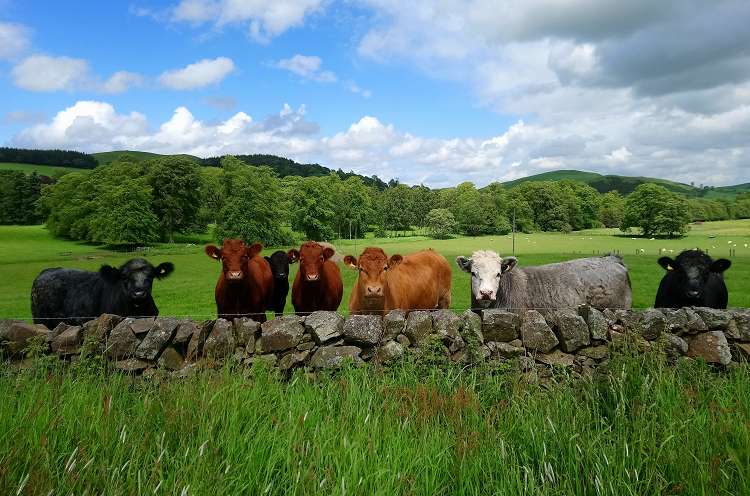 Beef cattle looking towards the camera over a stone wall with lush grassland pasture either side and a copse of trees in the background.