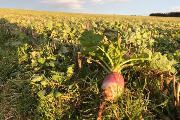 Stubble turnips