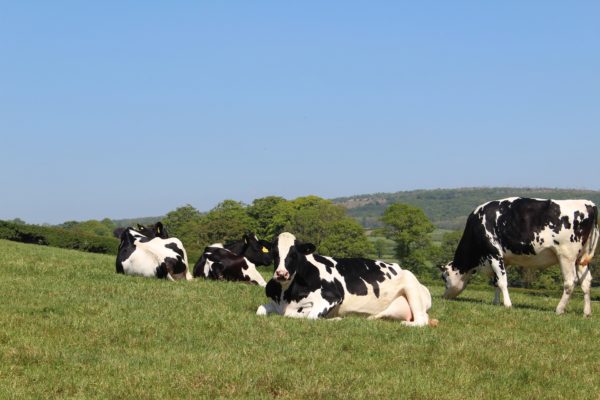 dairy cow holstein lying down