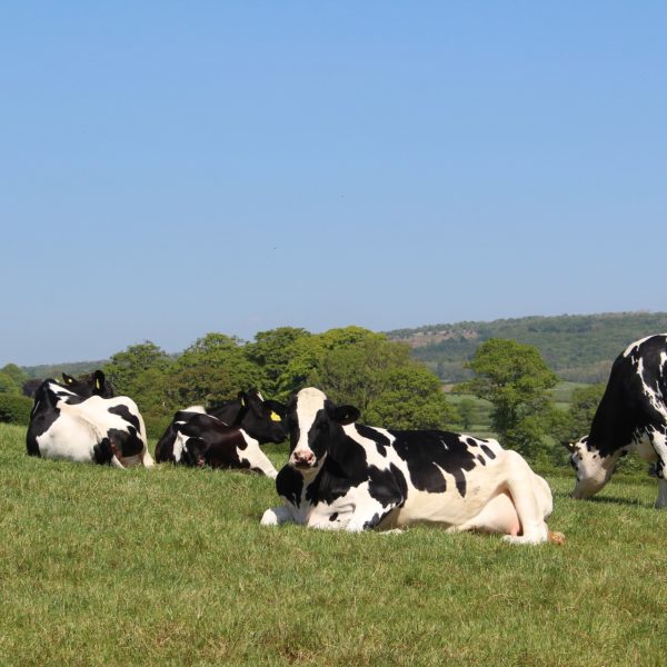 dairy cow holstein lying down