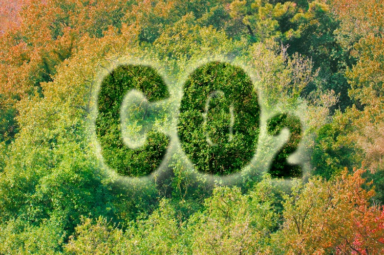 The chemical symbol CO2 embossed above a deciduous forest canopy.