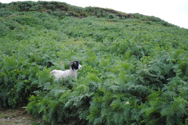 A Blackfaced sheep standing in an area of upland that is thick with bracken.