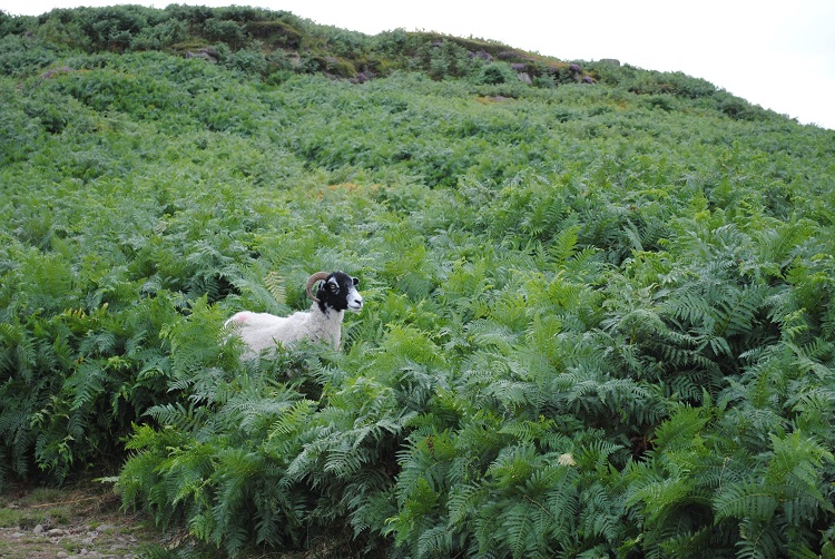 A Blackfaced sheep standing in an area of upland that is thick with bracken.