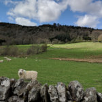 Sheep flock grazing on upland ground behind a stone wall in the foreground and a forest in the distance providing shelter for the flock.