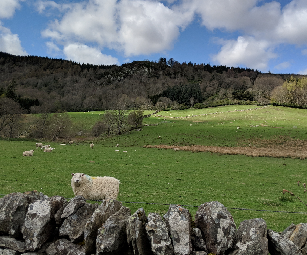 Sheep flock grazing on upland ground behind a stone wall in the foreground and a forest in the distance providing shelter for the flock.