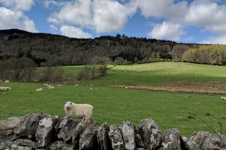 Sheep flock grazing on upland ground behind a stone wall in the foreground and a forest in the distance providing shelter for the flock.