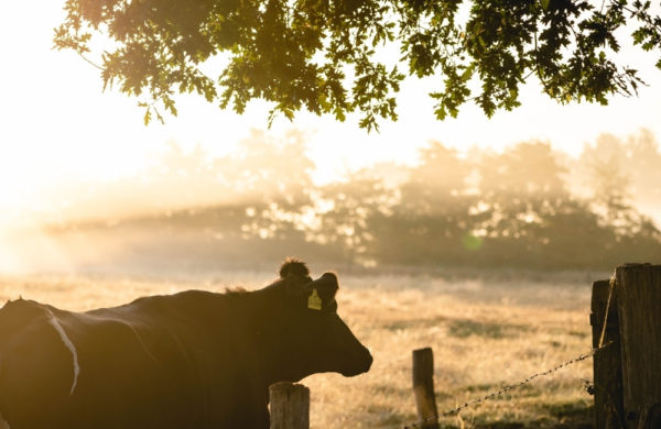 A dairy cow standing beside a wire fence, below a tree in the early morning as the sun rises with a bright hue in the background.