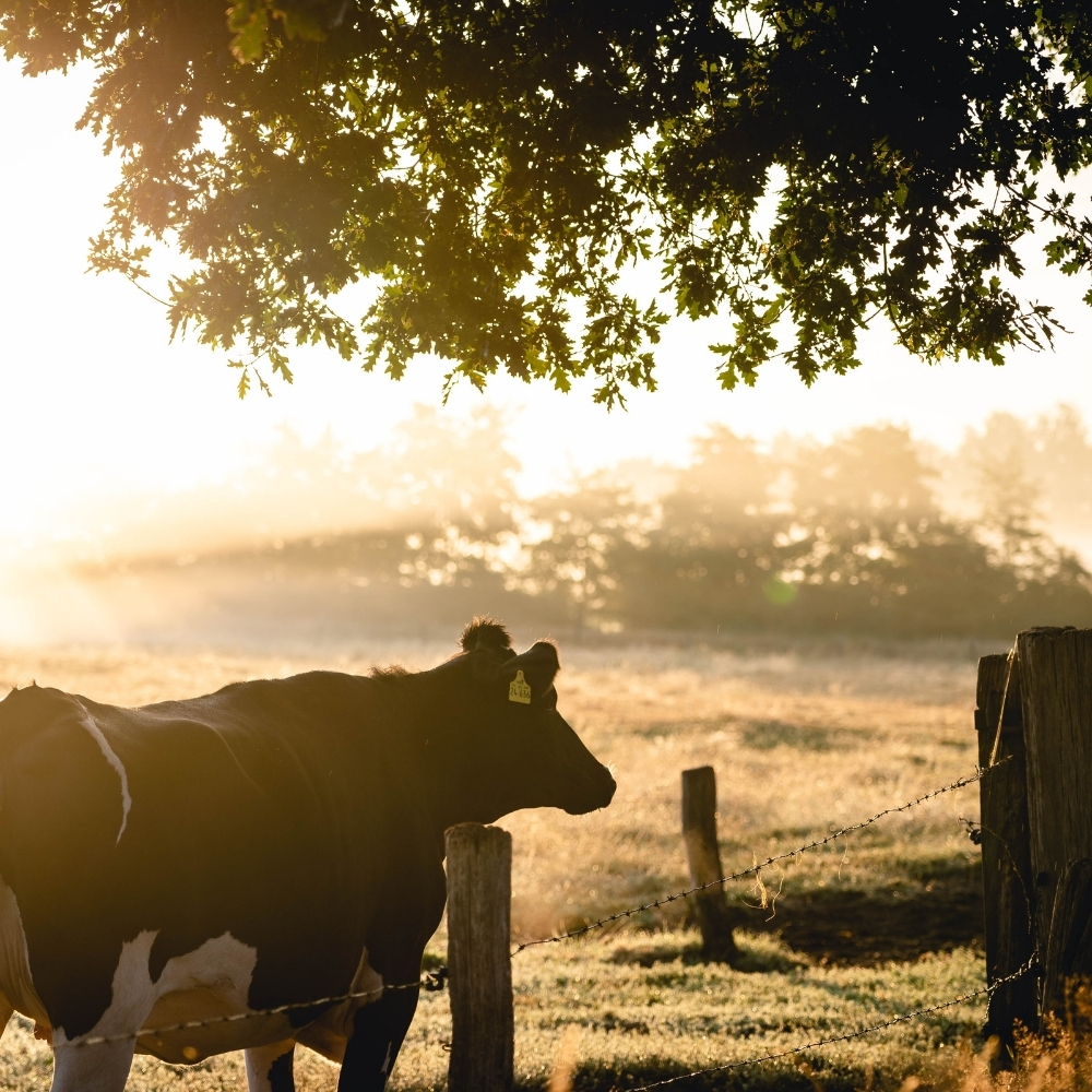 A dairy cow standing beside a wire fence, below a tree in the early morning as the sun rises with a bright hue in the background.