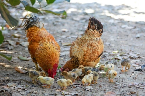 Poultry Photo (002)