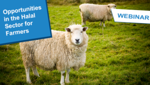 two sheep stood in a leafy field. Text: Opportunities in the Halal sector for Farmers. Webinar