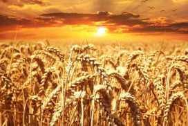 grain