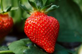 strawberry