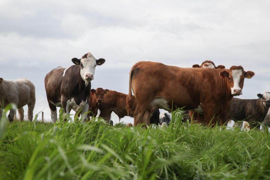 beef cattle in a grassland field looking towards the camera