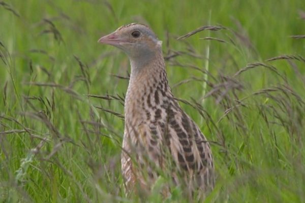 A corncrake standing upright in a field of tall, headed grassland.