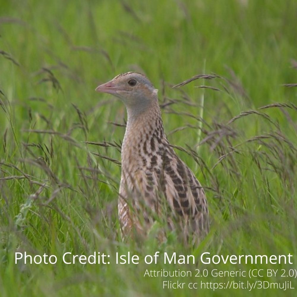 A corncrake standing upright in a field of tall, headed grassland.