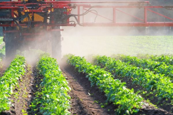 A self propelled crop sprayer treating drills of potatoes, driving away from the viewer.