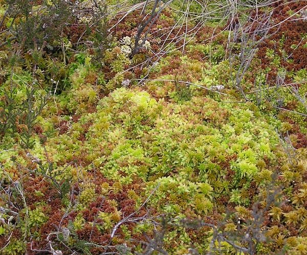 A close range photo of some Sphagnum moss