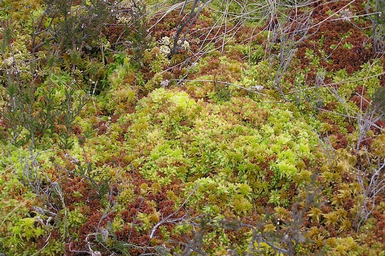 A close range photo of some Sphagnum moss