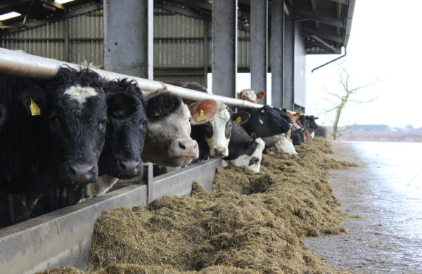 A herd of beef cattle in an open sided shed, standing with their heads through the feed rail at a diet of silage. The cattle are all looking towards the camera.