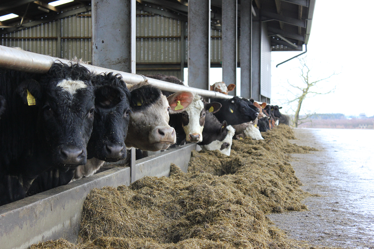 A herd of beef cattle in an open sided shed, standing with their heads through the feed rail at a diet of silage. The cattle are all looking towards the camera.